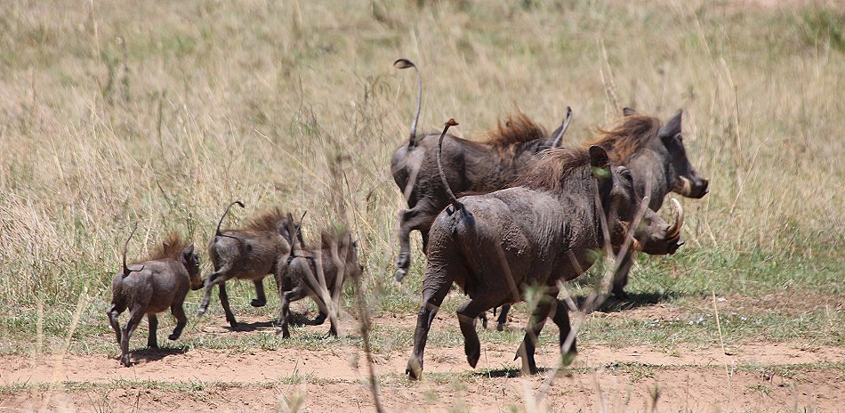 Warzenschweine in der Masai Mara