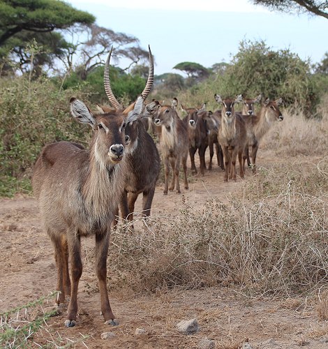 Wasserbock im Amboseli National Park
