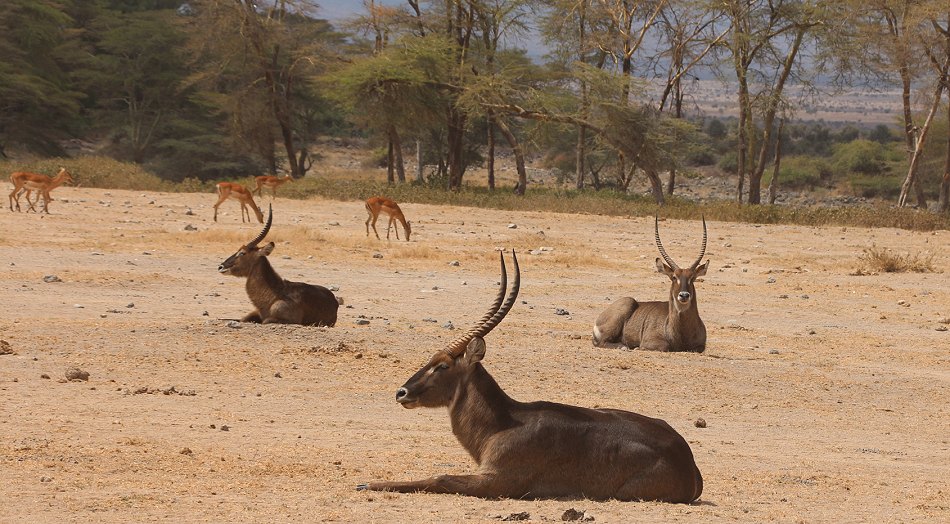 Wasserböcke im Amboseli National Park