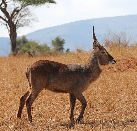 Elypsenwasserbock im Lumo Reservat