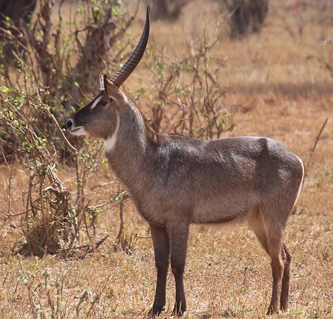 Elypsenwasserbock im Lumo Reservat
