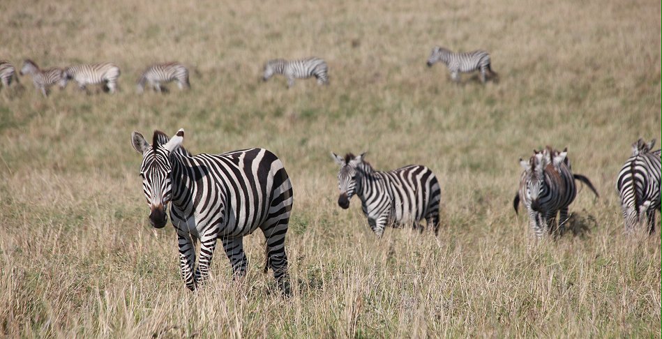 Zebras in der Masai Mara