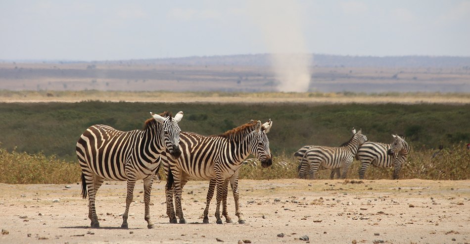 Zebras im Amboseli National Park