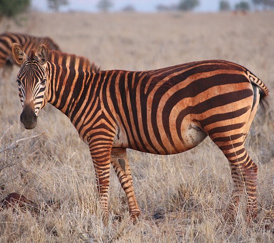 Zebras im Lumo Conservancy