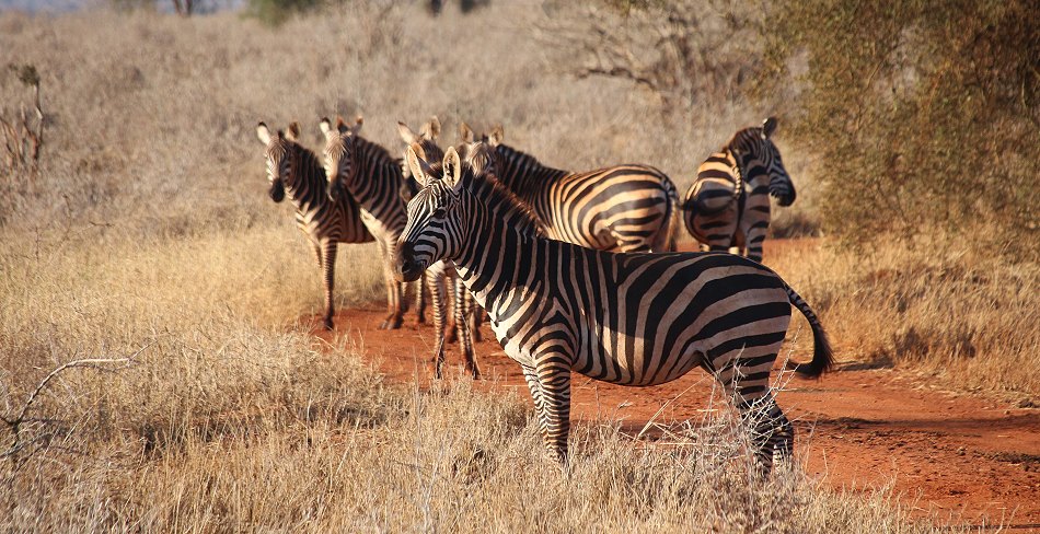 Zebras im Lumo Reservat