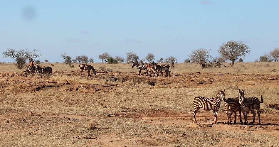Zebras im Lumo Reservat