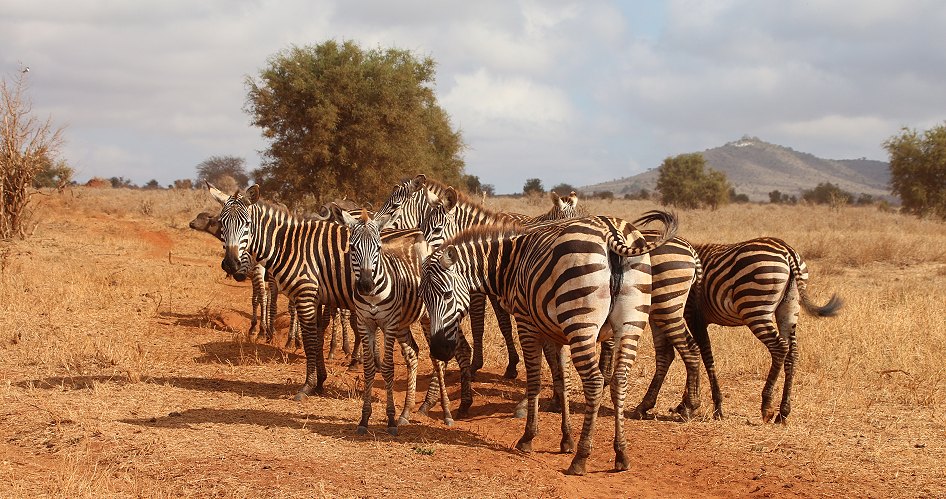 Zebras im Lumo Reservat