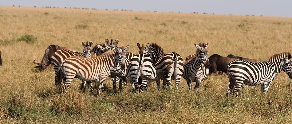 Zebras in der Masai Mara
