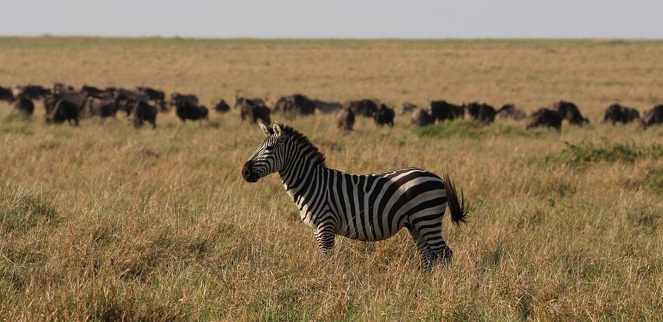 Zebras in der Masai Mara