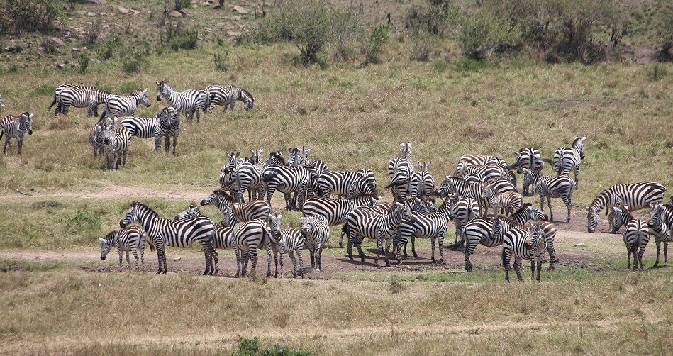 Masai Mara 2021