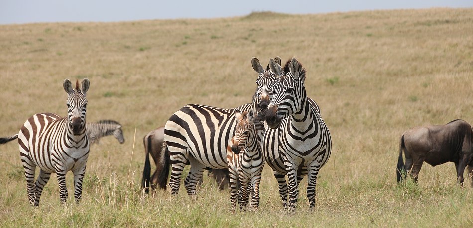 Zebras in der Maai Mara