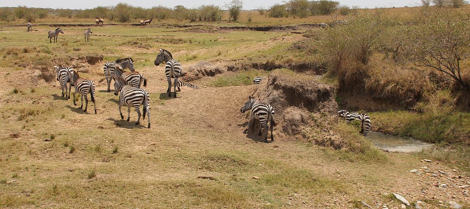 Zebras