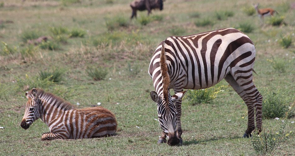 Zebras
