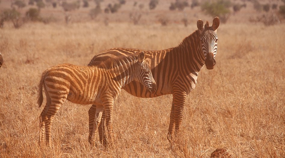 Zebras im Lumo Reservat