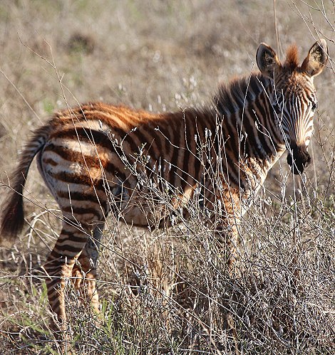 Zebras im Lumo Reservat
