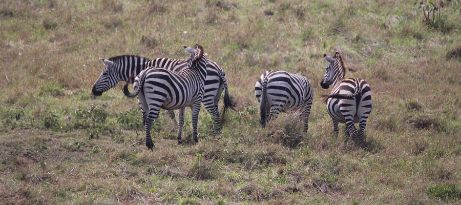 Zebras jagen Serval