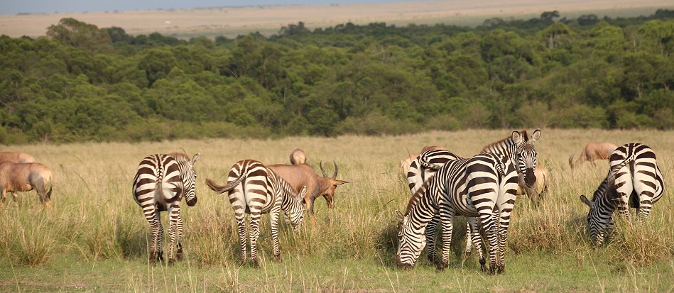Migration Masai Mara