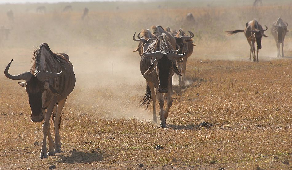 Gnus im Staub des Amboseli