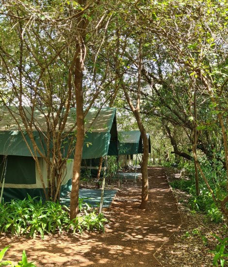 Aruba Mara Camp - Talek - Masai Mara