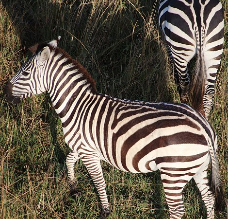 unsere Ballon Safari mit Ballon Adventure und Pilotin Janine Fraser