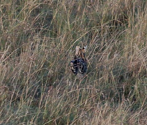 ungewöhnliche Luftaufnahme, Serval