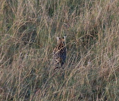 ungewöhnliche Luftaufnahme, Serval