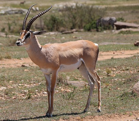 Grantgazellen Bock in der Masai Mara