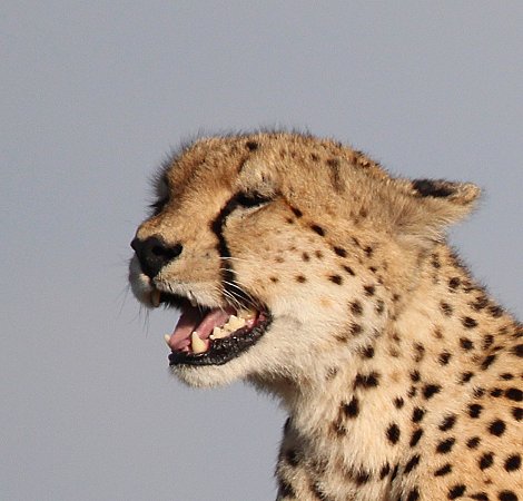 Tano Bora, verbliebenes Geparden Männchen Wendi