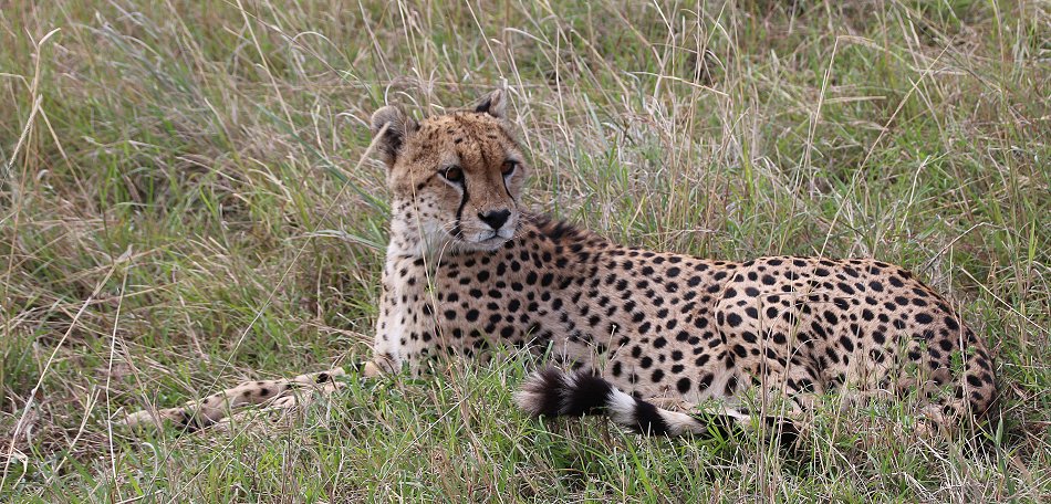 der vermisste Gepard, Olonyok