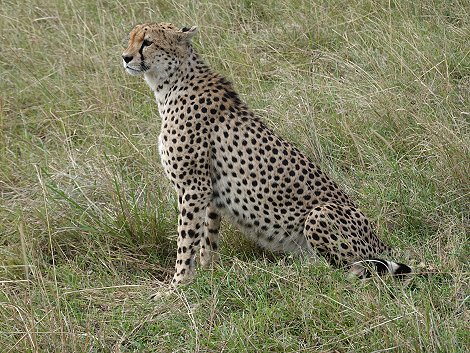 der vermisste Gepard, Olonyok