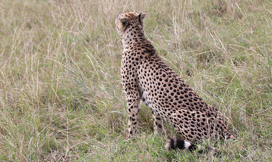 der vermisste Gepard, Olonyok