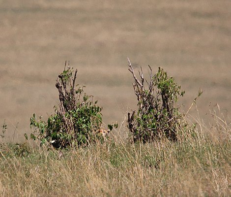 Gepardin auf der Jagd, Neema