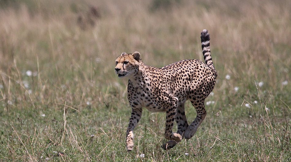 Gepardin auf der Jagd, Neema