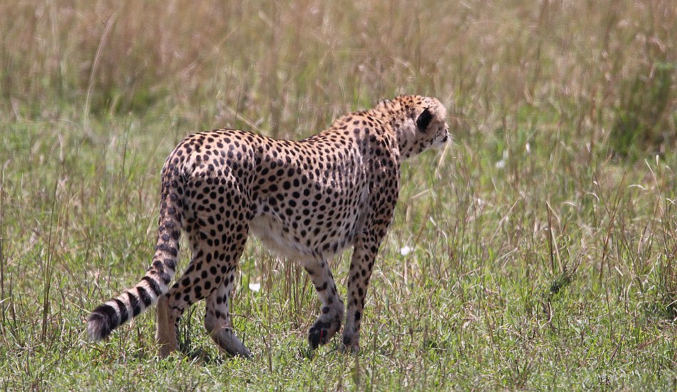 Gepardin auf der Jagd, Neema