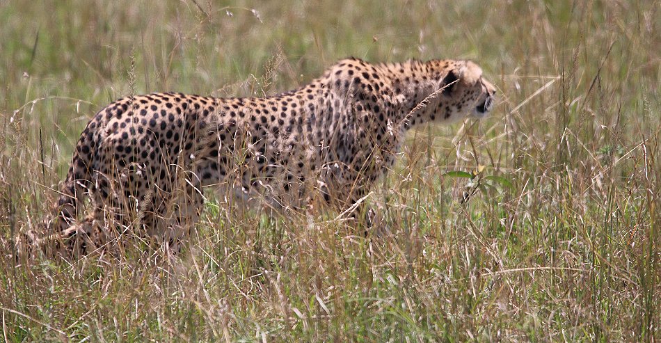 Gepardin auf der Jagd, Neema