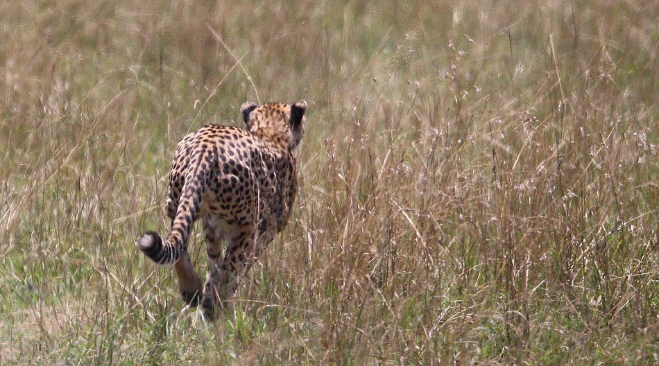 Gepardin auf der Jagd, Neema
