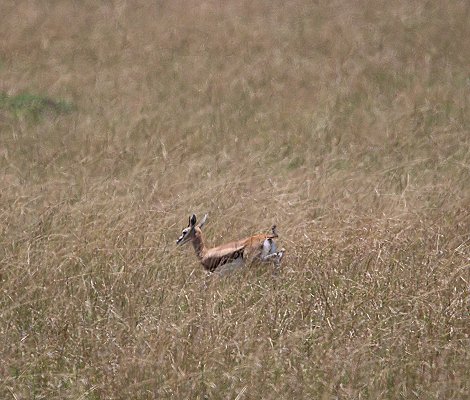 Gepardin auf der Jagd, Neema