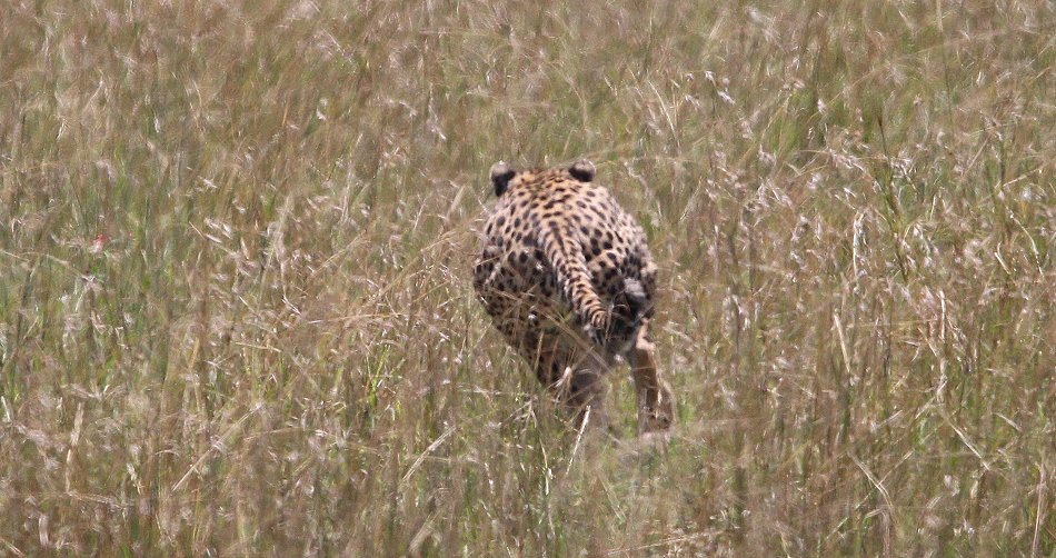 Gepardin auf der Jagd, Neema