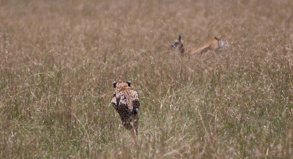 Gepardin auf der Jagd, Neema