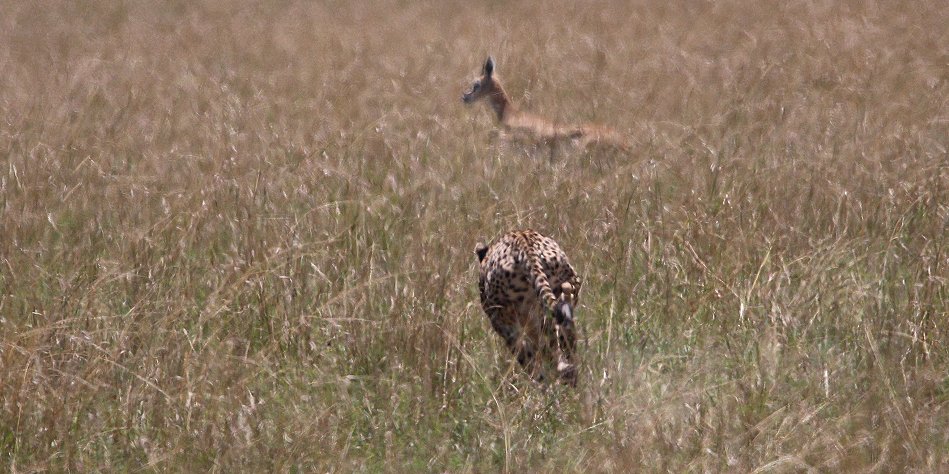 Gepardin auf der Jagd, Neema