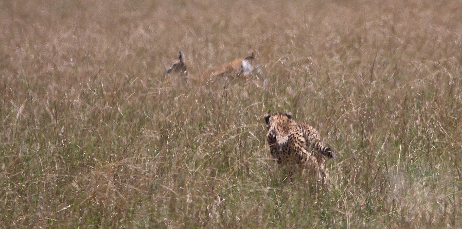 Gepardin auf der Jagd, Neema