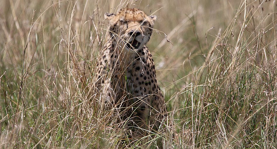 Gepardin auf der Jagd, Neema
