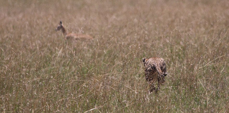 Gepardin auf der Jagd, Neema