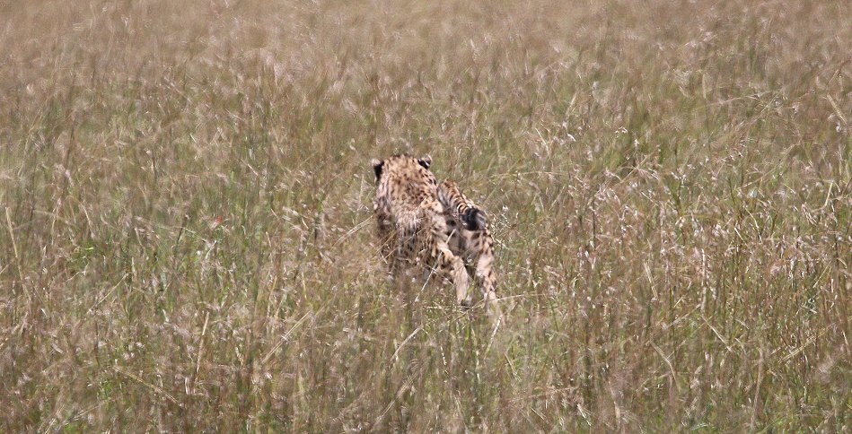 Gepardin auf der Jagd, Neema
