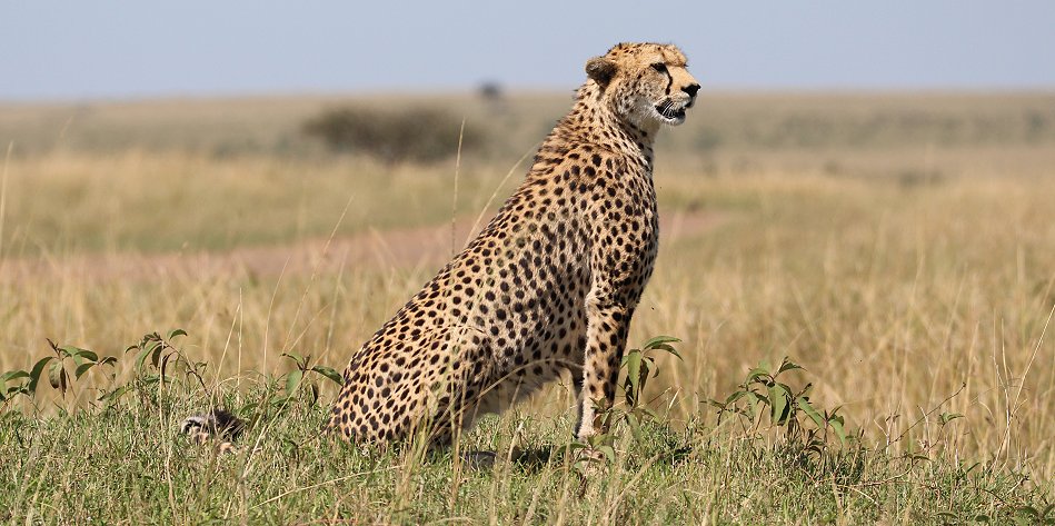 Gepardin auf der Jagd, Neema