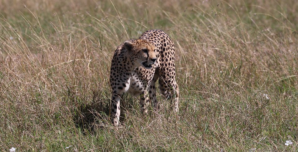Gepardin auf der Jagd, Neema