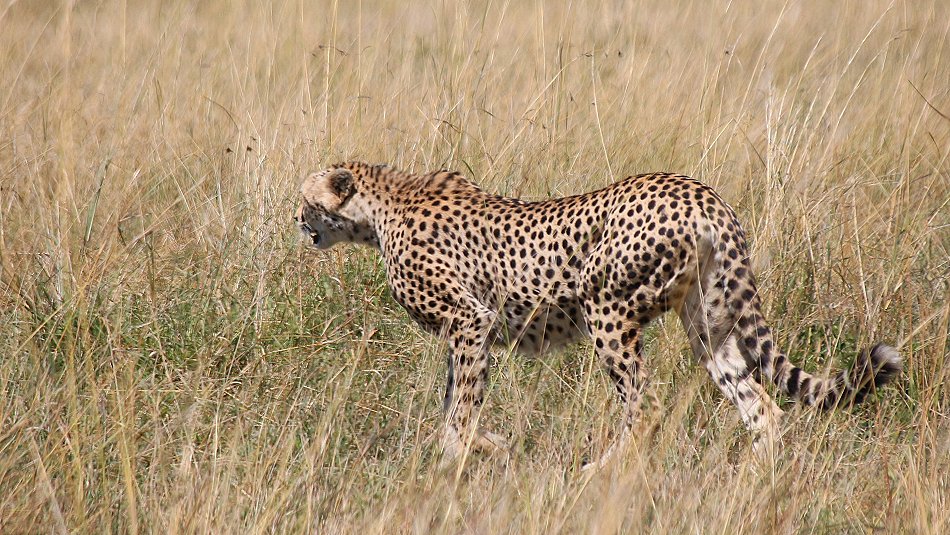 Gepardin auf der Jagd, Neema