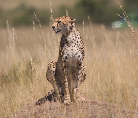 Gepardin auf der Jagd, Neema