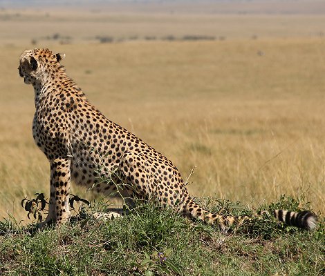 Gepardin auf der Jagd, Neema