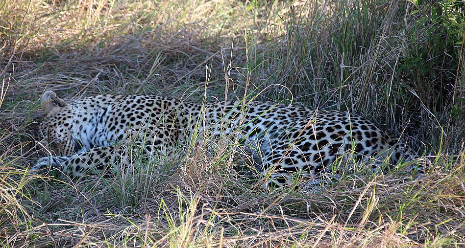 Leopardin Luluka